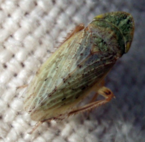 Cicadellidae: Aphrodes